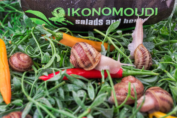 Φάβα με κρίταμο